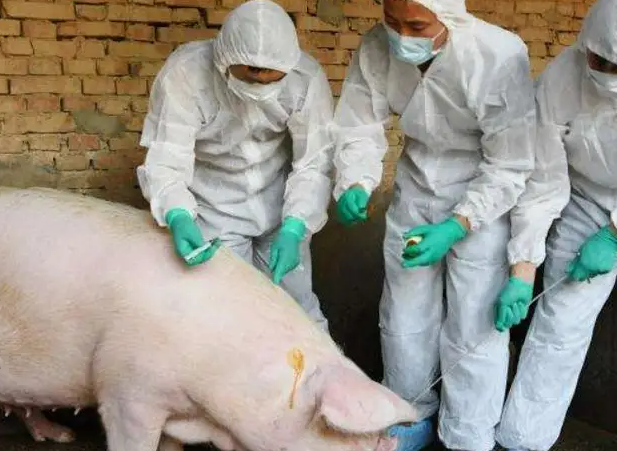 韩国出现非洲猪瘟疫情
