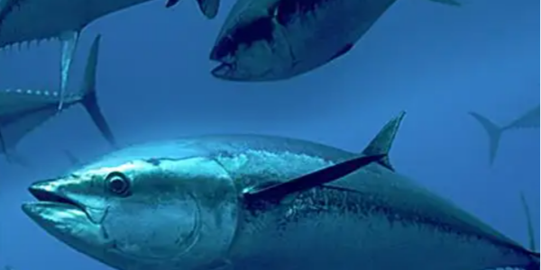 阿拉斯加鲑鱼捕捞季于本月16日开放