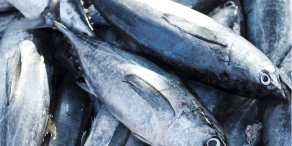 2022年越南金枪鱼出口额首次突破10亿美元