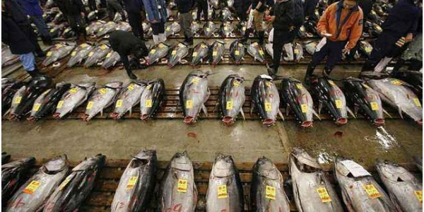 日本水产企业纷纷涨价应对高企的成本价格