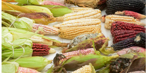 墨西哥修改转基因玉米禁令，允许转基因玉米用于饲料和工业用途