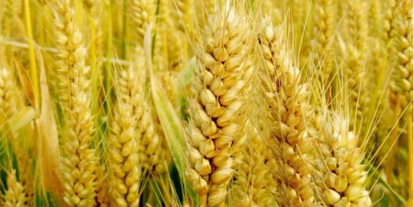 巴西批准种植和销售抗旱型转基因小麦 有利于增加该国粮食供应