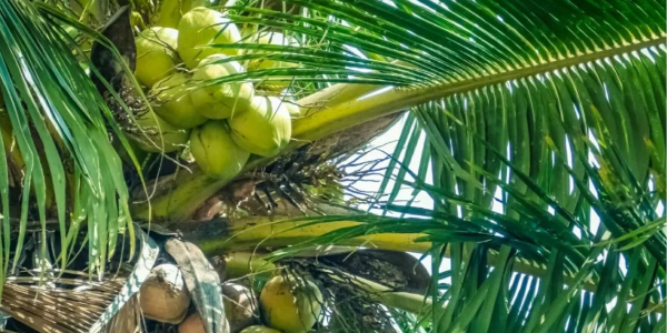 越南槟椥椰子跌到6毛一个，寻求提振对华出口