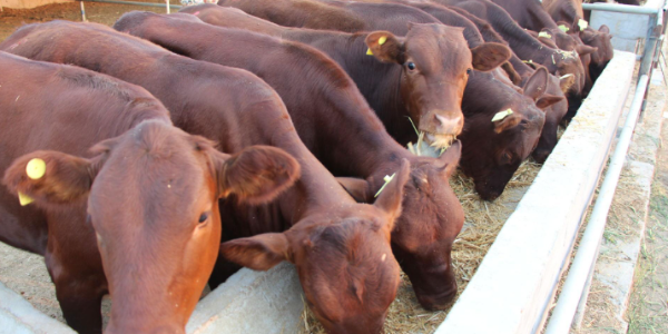 纳米比亚养牛业价值46亿纳元