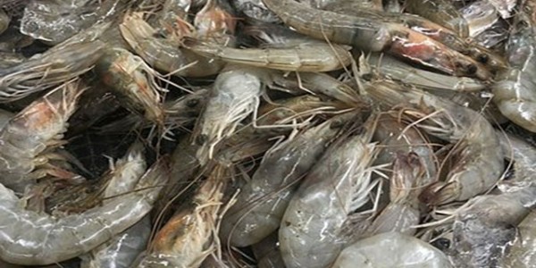 韩政府：福岛水产品安全性获验证前不解禁