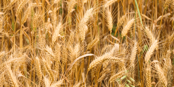 全球小麦市场：2022年麦价大多继续上涨