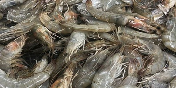 共计37.4吨！巴拿马企业首次对华出口冷冻虾