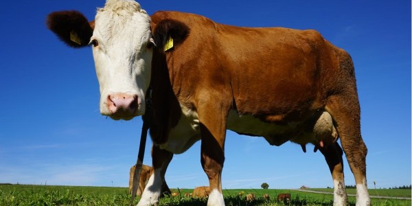 巴西 3 月份出口牛肉超过 20.3  万吨